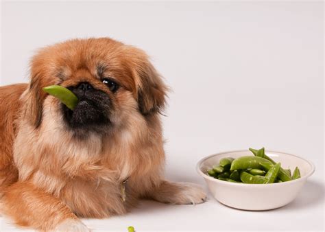 Dog Eating Pea