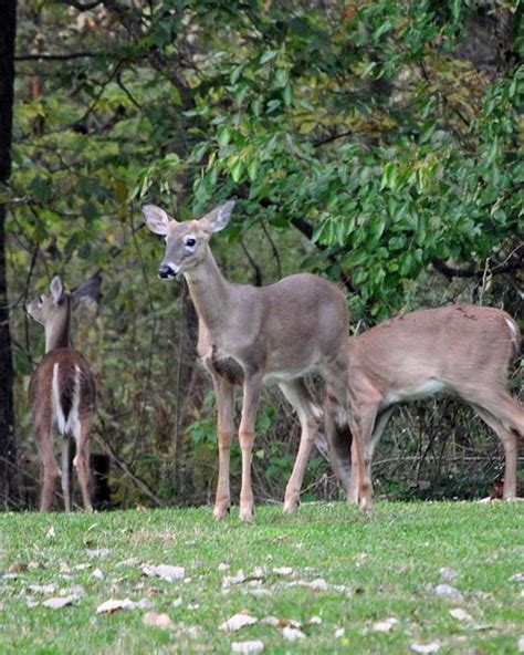 Nysdec Remaining Deer Management Permits Available For Hunters