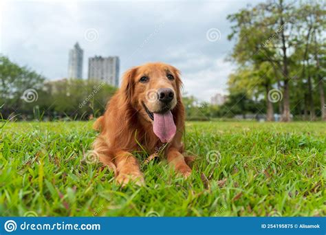The Golden Retriever Lies On The Grass In The Park Stock Image Image
