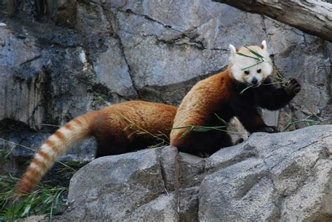 Red Panda 22 Red Pandas Ailurus Fulgens At Smithsonian N Flickr