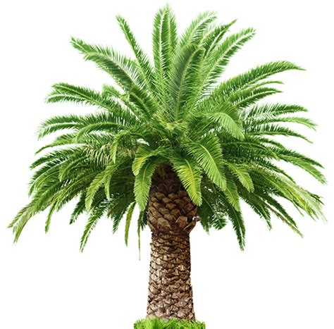 Palm Trees For Sale San Diego California West Coast Trees