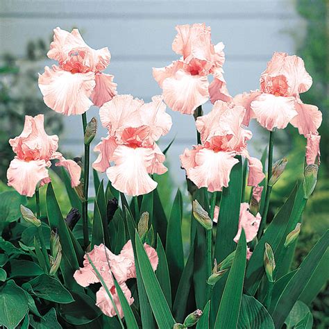 Pink Attraction Reblooming Bearded Iris Brecks