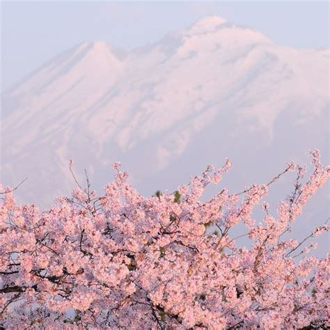 Cherry Blossom Desktop Backgrounds Wallpaper Cave B44