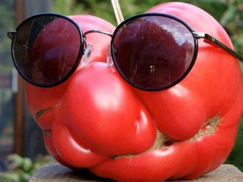 Crazy Tomato Funny Fruit Funny Vegetables Vegetables