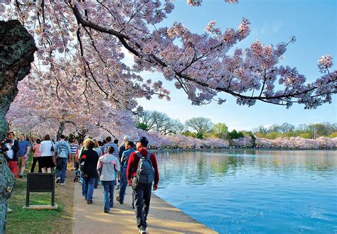 The Story Behind The National Cherry Blossom Festival