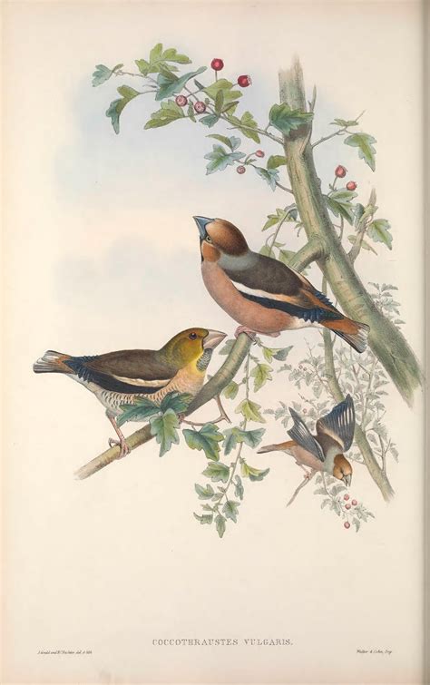 n165 w1150 vintage bird illustration bird illustration bird prints