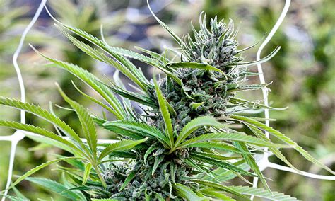 Blue Dream Cannabis Strain Growing A Step By Step Guide