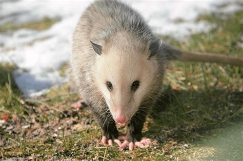 Opossums In The Winter Do They Hibernate Floofmania