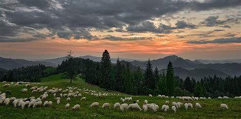 Sunset Sheep Mountains Grazing Landscape Sky Clouds Twilight