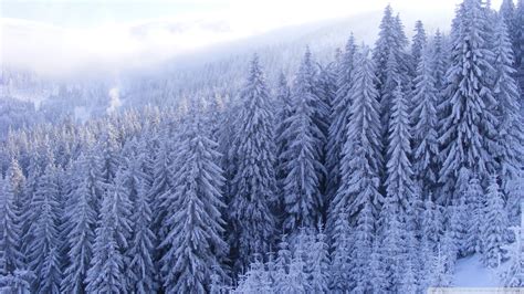 Download Snowy Fir Trees Forest Wallpaper 1920x1080