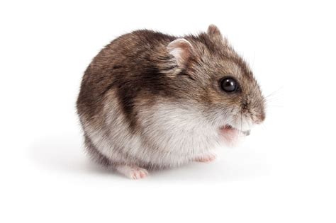 Useful Tips On How To Care For Your Pet Djungarian Hamster Pet Ponder