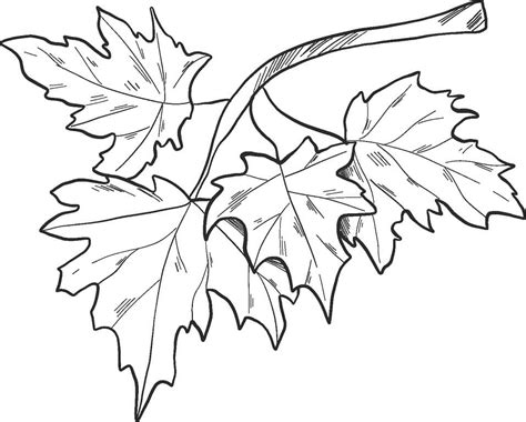 Fall Leaves On A Branch Coloring Page Free Printable Coloring Pages