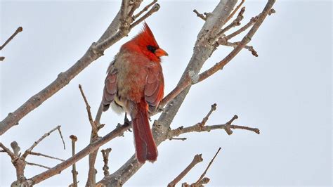 Extremely Rare Bird ‘half Male Half Female Cardinal Spotted In Usas