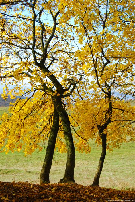 Noun there is a clump of bushes at the edge of the field. Yellow Trees