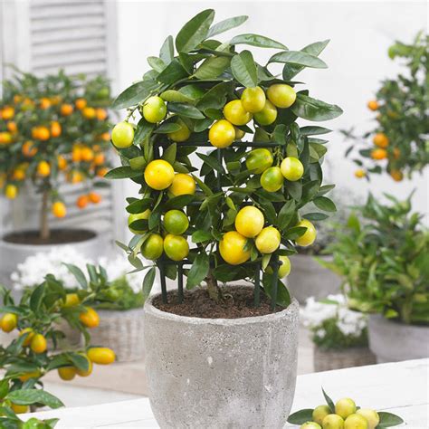Limequat Citrus Trees For Sale