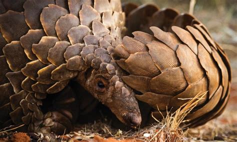 Schuppentiere haben einen langgestreckten körper mit kurzen gliedmaßen, kleinem, zugespitztem kopf und langem schwanz. Pangolín | Historias | Descubre WWF