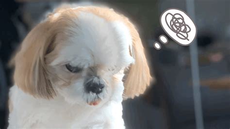 강아지 변비 탈출기 Dog Constipation 시츄 Shih Tzu 달콩맨tv Youtube