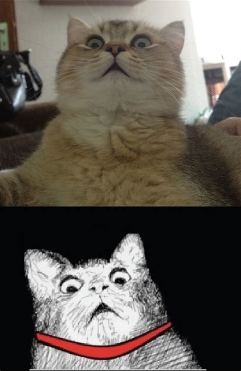 Scared Cat Meme Funny Cat Pictures