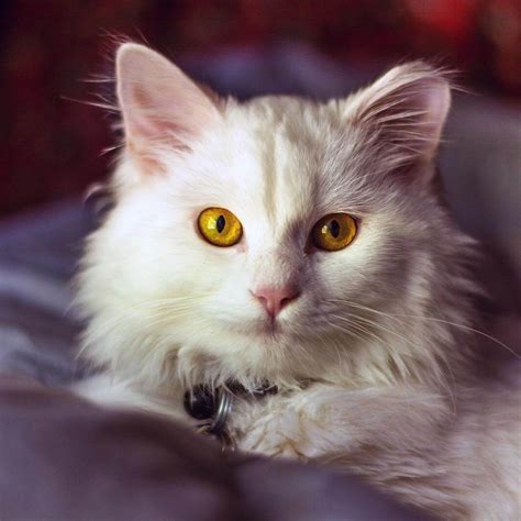 1080x1080 Pictures Cat Therapy Cat Duke Ellington Visits The Icu