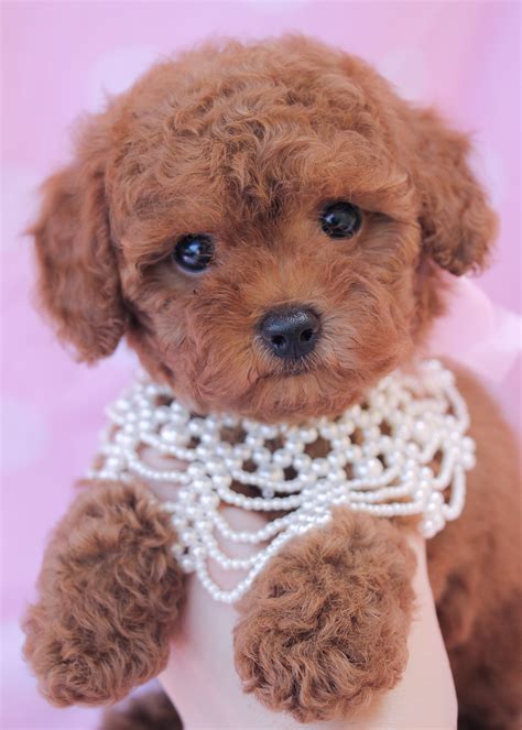 Toy Poodle Puppies For Sale At Teacups Puppy Boutique Of Florida