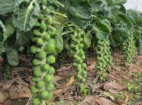 Dagan Brussels Sprouts Organic Seedway