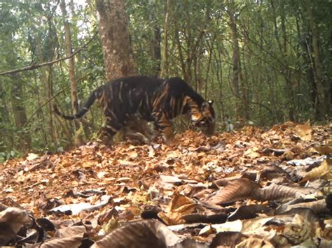 Melanistic Tiger Black Tiger Spotted In Odishas Similipal Tiger