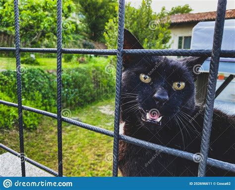Black Cat Over The Grate Stock Image Image Of Cute 252696611