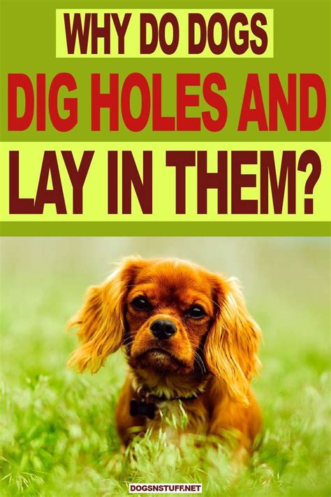 Why Do Dogs Dig Holes And Lay In Them Dogs N Stuff In 2020