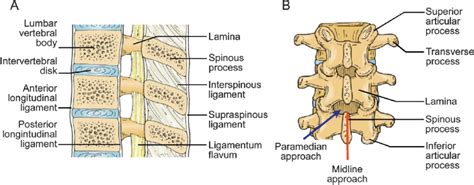 Lumbar Spine Anatomy Download Scientific Diagram