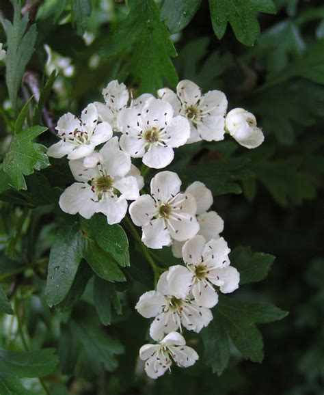White Hawthorn Blossom State Symbols Usa