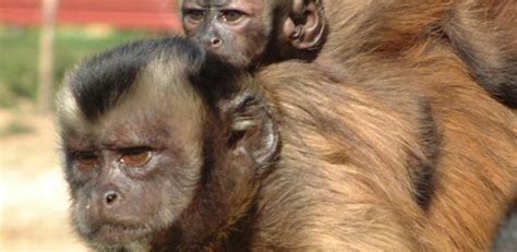El Mono Capuchino El Primate Más Inteligente Del Nuevo Mundo Zoo