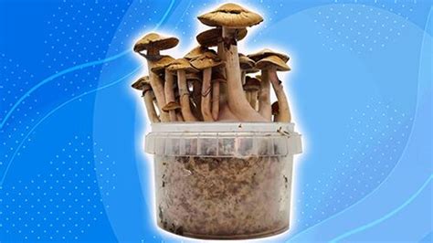 Magic Mushroom Grow Kit Psilove Go Kit Wholecelium