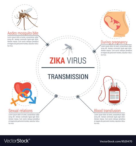 Zika Virus Infographic Transmission Royalty Free Vector