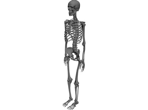 Skeleton Cad Model 3dcadbrowser