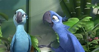 El pájaro azul que inspiró la película Río se extingue en su hábitat ...