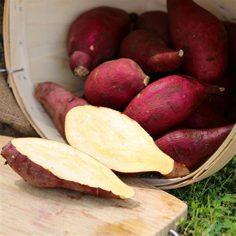Steele Plant Company Grow Your Own Sweet Potatoes 12 Varieties