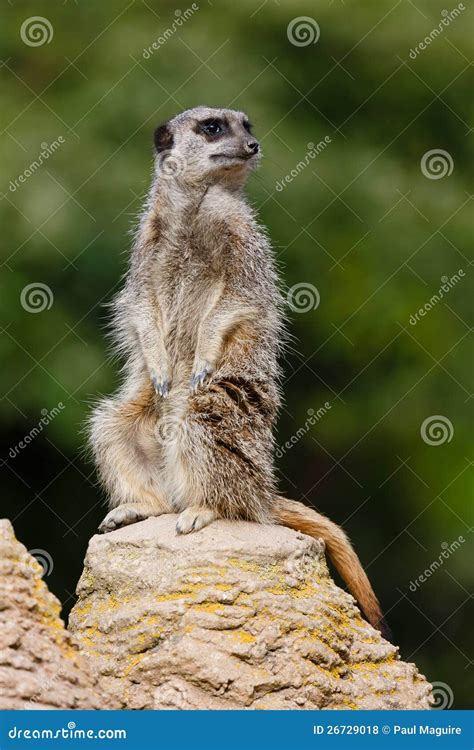 Meerkat Sentry Stock Photo Image Of Animals Closeups 26729018