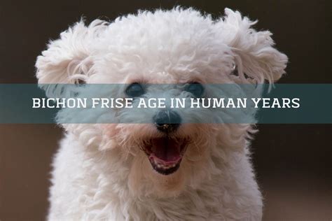 Bichon Frise Age In Human Years Calculate Bichon Frise Human Age