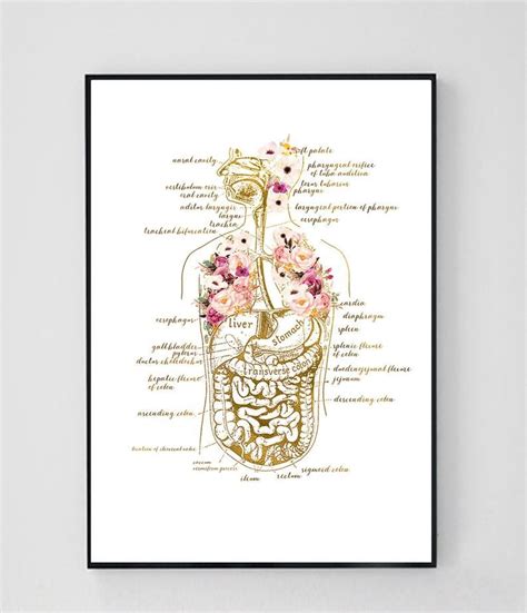 Human Body Anatomy Art Human Organs Poster Medical Chart Etsy Doctors