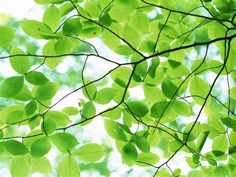 Bark Of A Tree Pleasant Green Leaves Free Ppt Backgrounds For Your