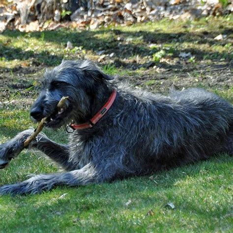 Irish Wolfhound Breed Information Guide Quirks Pictures Personality