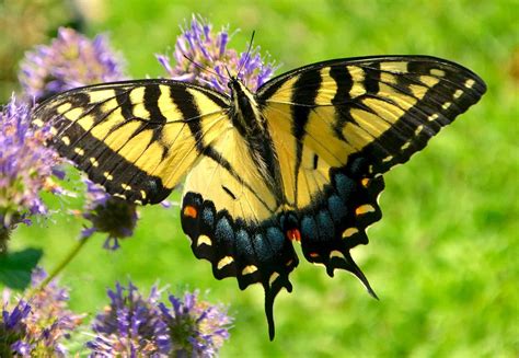 Discover Beautiful Yellow And Black Butterfly Types Unianimal
