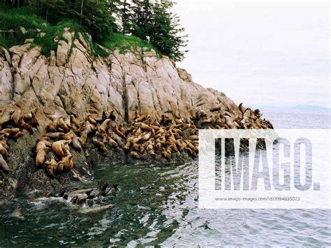 Seals Sunbathe Off The British Columbia And Canadian Coast Film Sacred