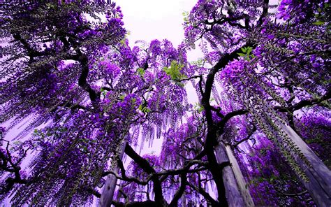 Purple Tree Wallpapers Wallpaper Cave