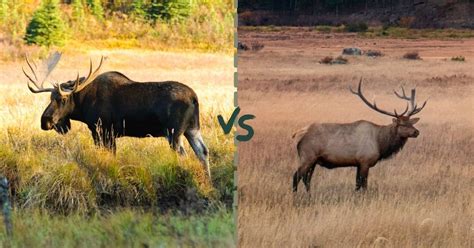 Are Moose And Elk The Same