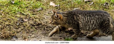Hurrying Stealth Cat Stock Photo 1308974884 Shutterstock