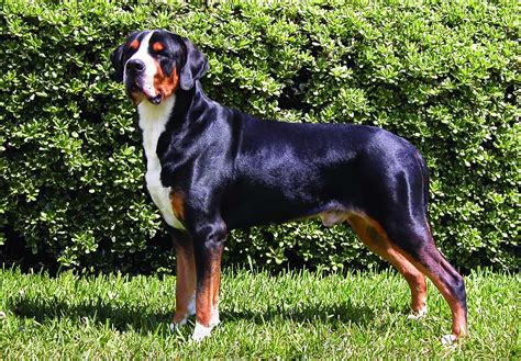 Greater Swiss Mountain Dog And Puppy Breed And Adoption Info Petfinder