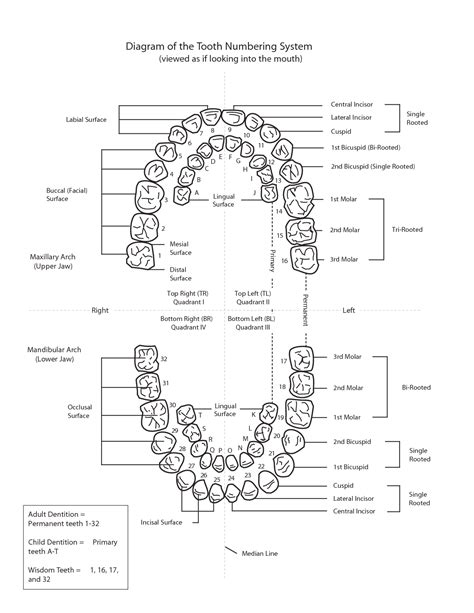 Diagram Of The Tooth Numbering System Dental Assistant Study Dental