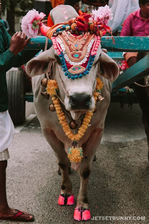 I'm mostly considering a quarter because i don't think i have the i'm looking into grass fed and i'd like to know how much it would cost me for a quarter vs a half cow? India's Hindus & Holy Cows - Jetset Bunny bows down to the ...