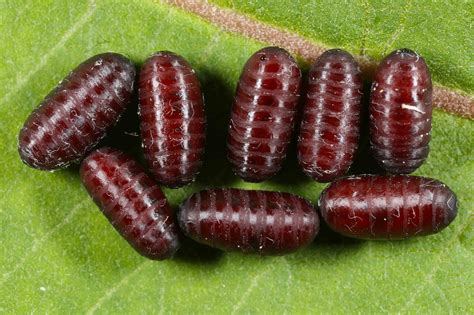 All Of Nature Monarch Caterpillar Fly Parasite